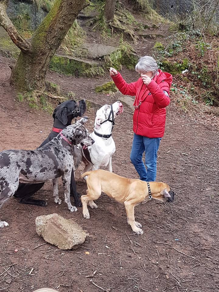 pet memorials, pet loss, pet grief,